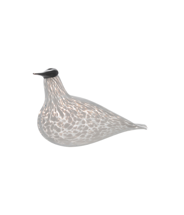 Múrla glerfugl – lítill