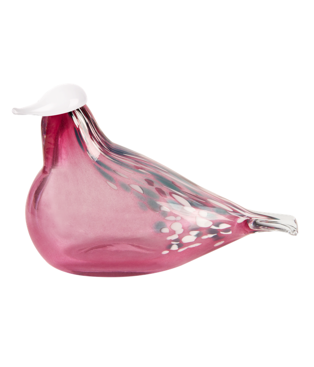 Múrla glerfugl – stór
