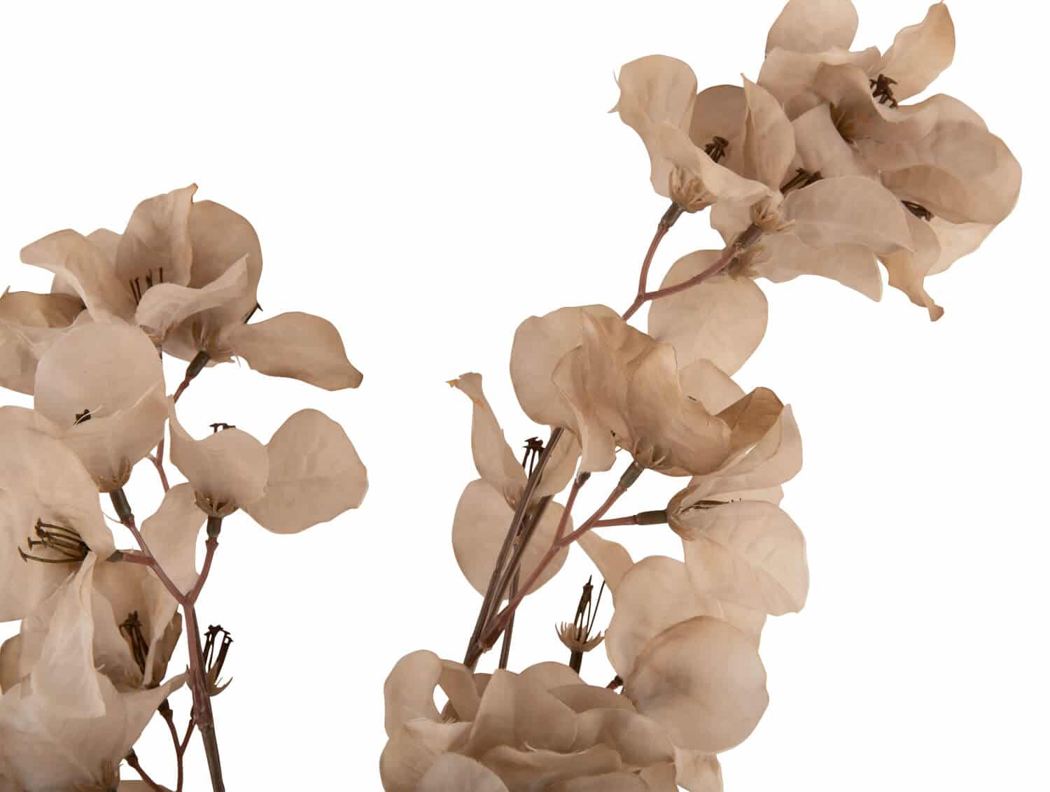 GERVIBLÓM – GRÁTT - Image 2